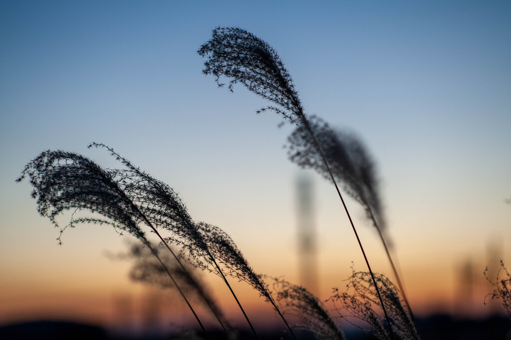 夕方散歩