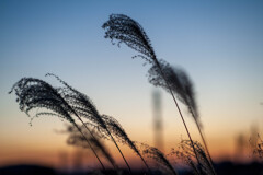夕方散歩