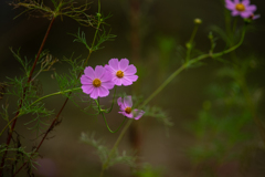 秋桜