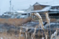 雪ススキ