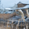 雪ススキ