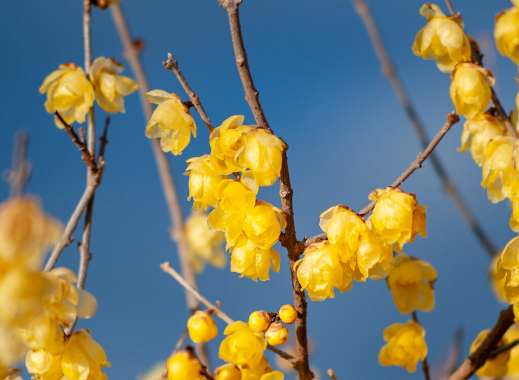 ai NIKKOR 105mm f2.5 試し撮り