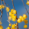 ai NIKKOR 105mm f2.5 試し撮り