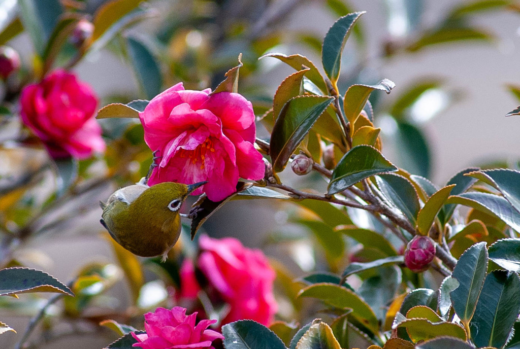山茶花メジロ