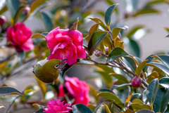 山茶花メジロ