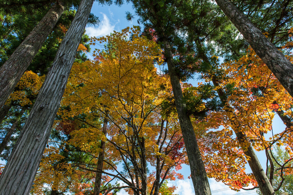 杉木立ちの楓