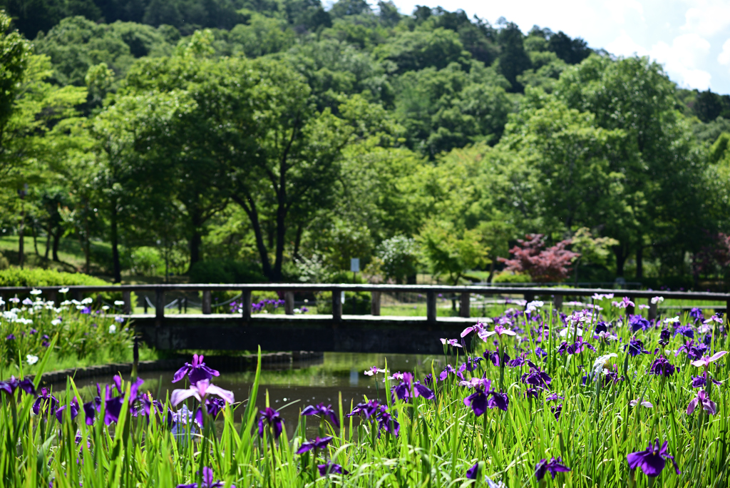 花しょうぶ園