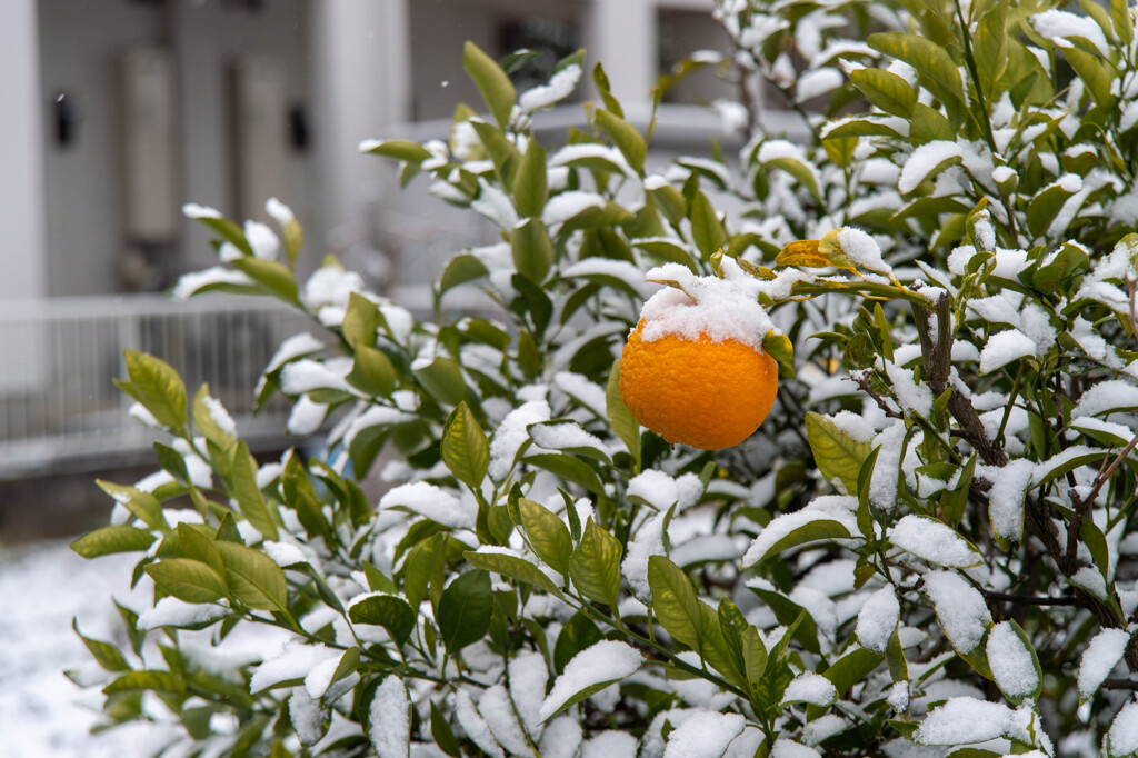 雪みかん-6