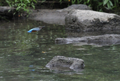 カワ君