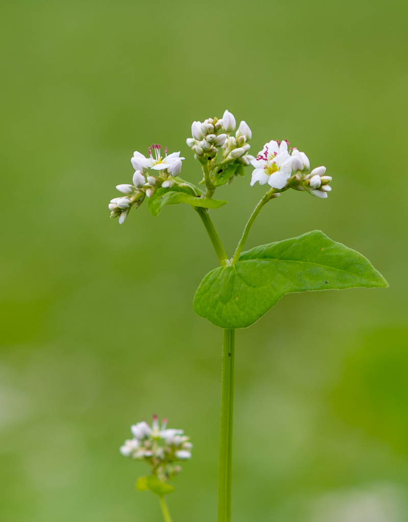 蕎麦の花