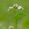 蕎麦の花