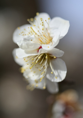 白梅