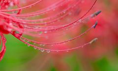 秋雨