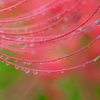 秋雨
