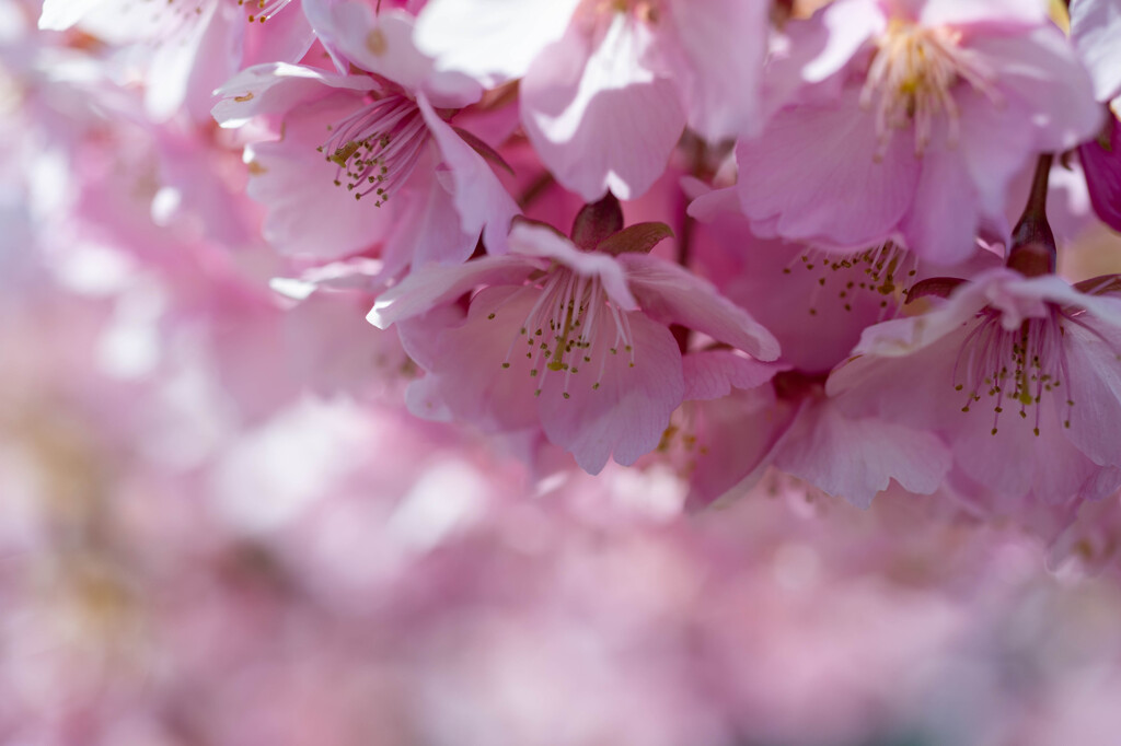 半ノ木川河津桜4