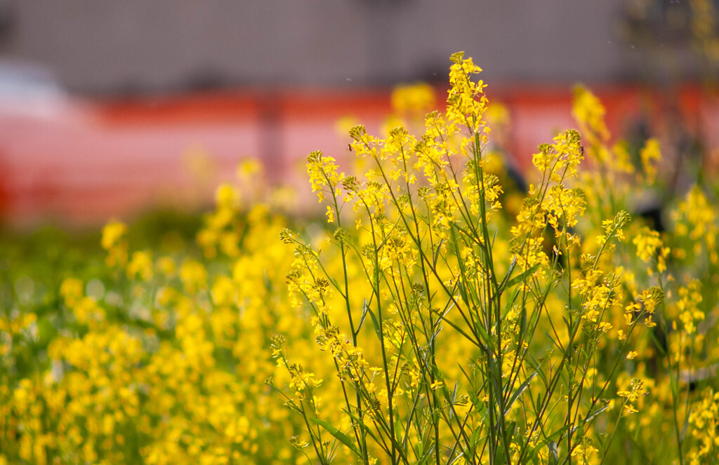 菜の花