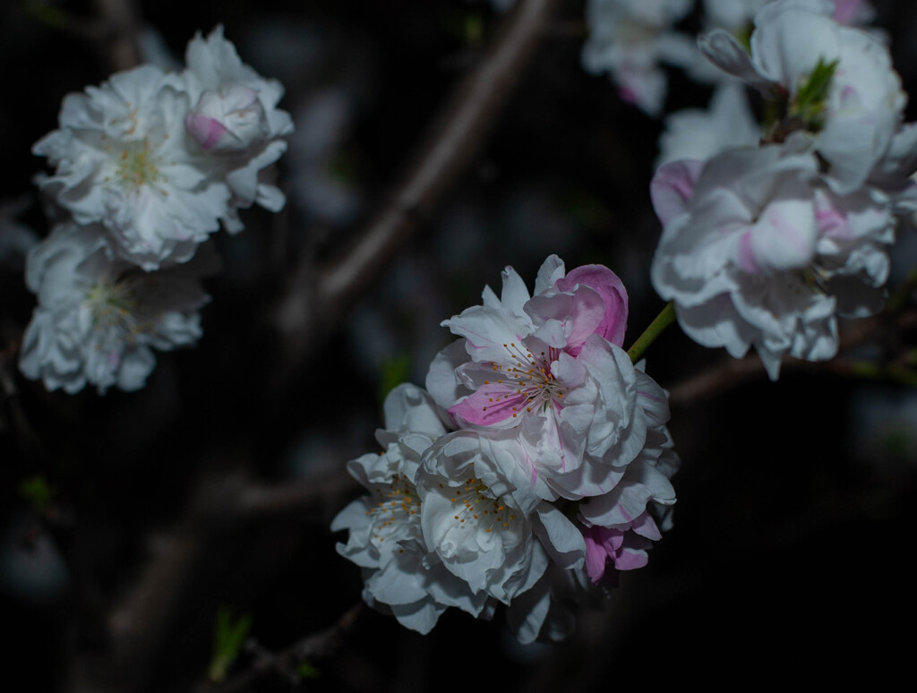 花桃