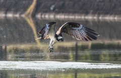 DSC_3034 (2)