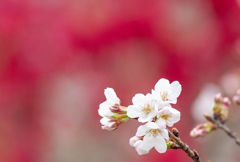 桜