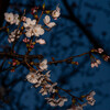 夜桜2