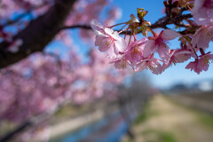 半ノ木川河津桜