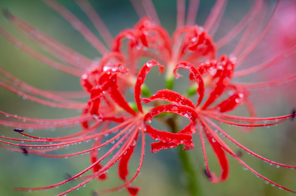 秋雨の彼岸花