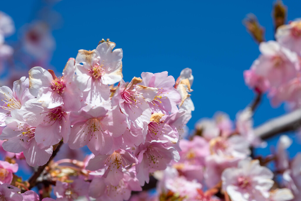 半ノ木川河津桜7