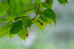 山桜桃（ユスラウメ）