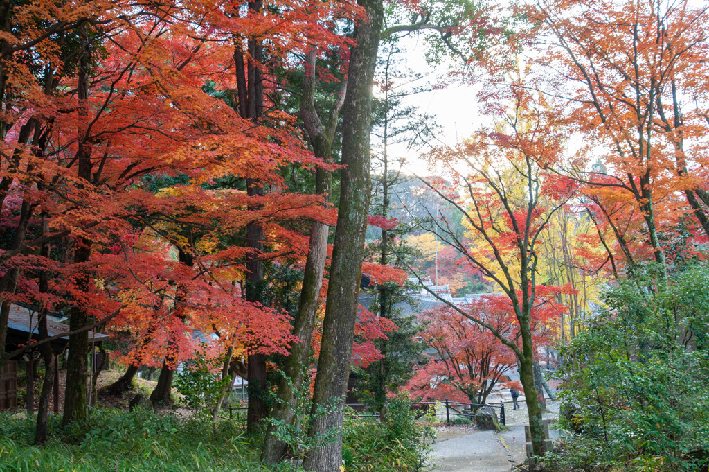 定光寺-43