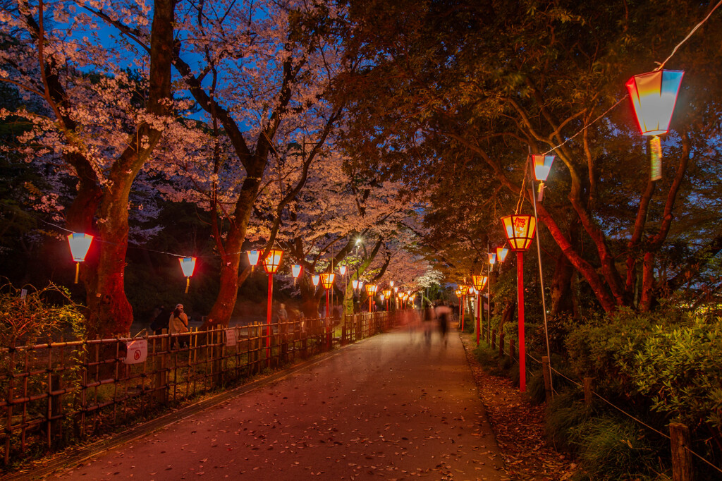 小牧山桜まつり