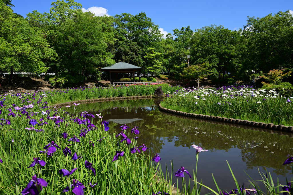 花菖蒲園