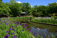 花菖蒲園