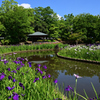 花菖蒲園