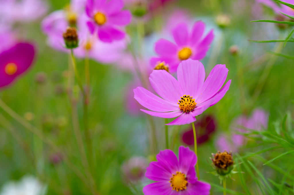 秋桜