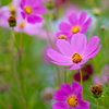 秋桜