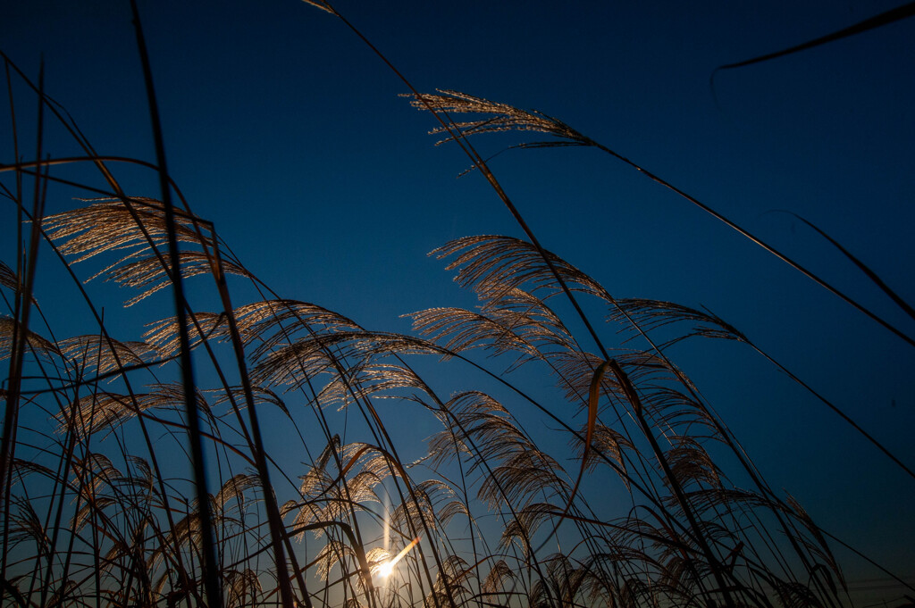 夕方散歩