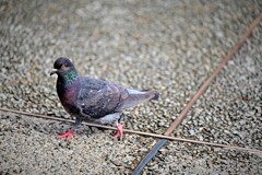 鳩