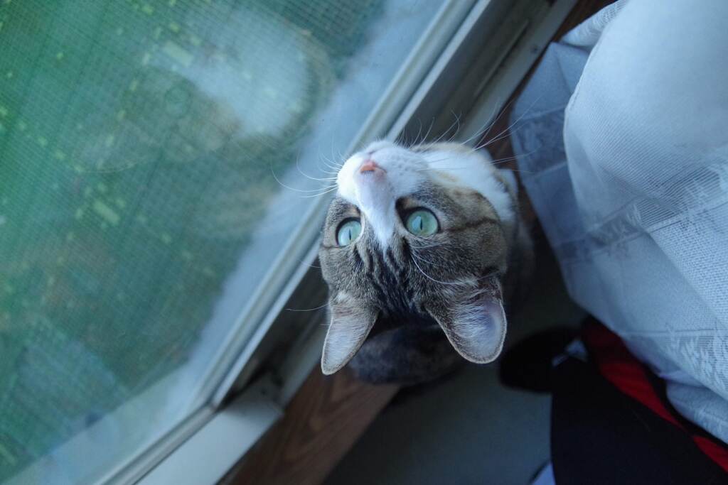 眼差し