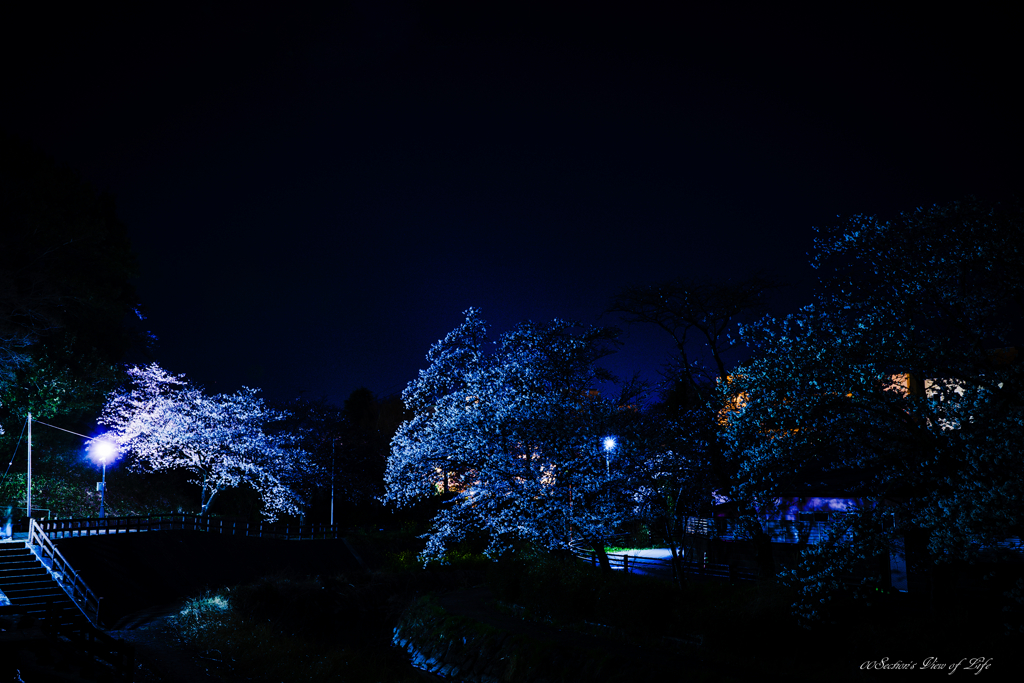 夜桜