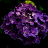 紫陽花