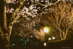 夜桜