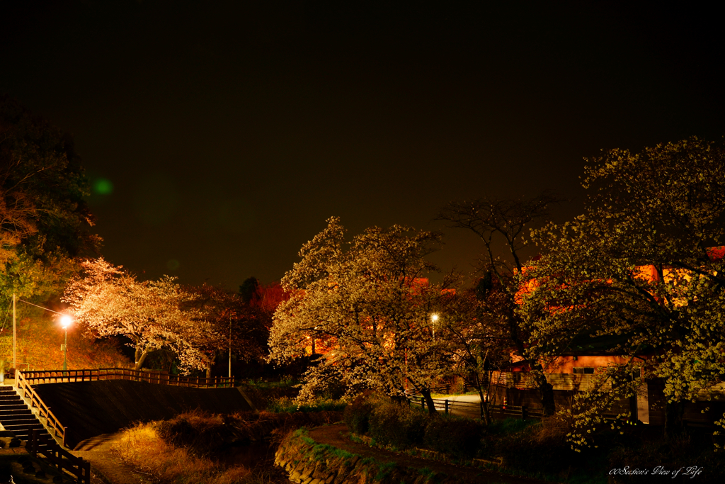 夜桜