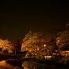 夜桜