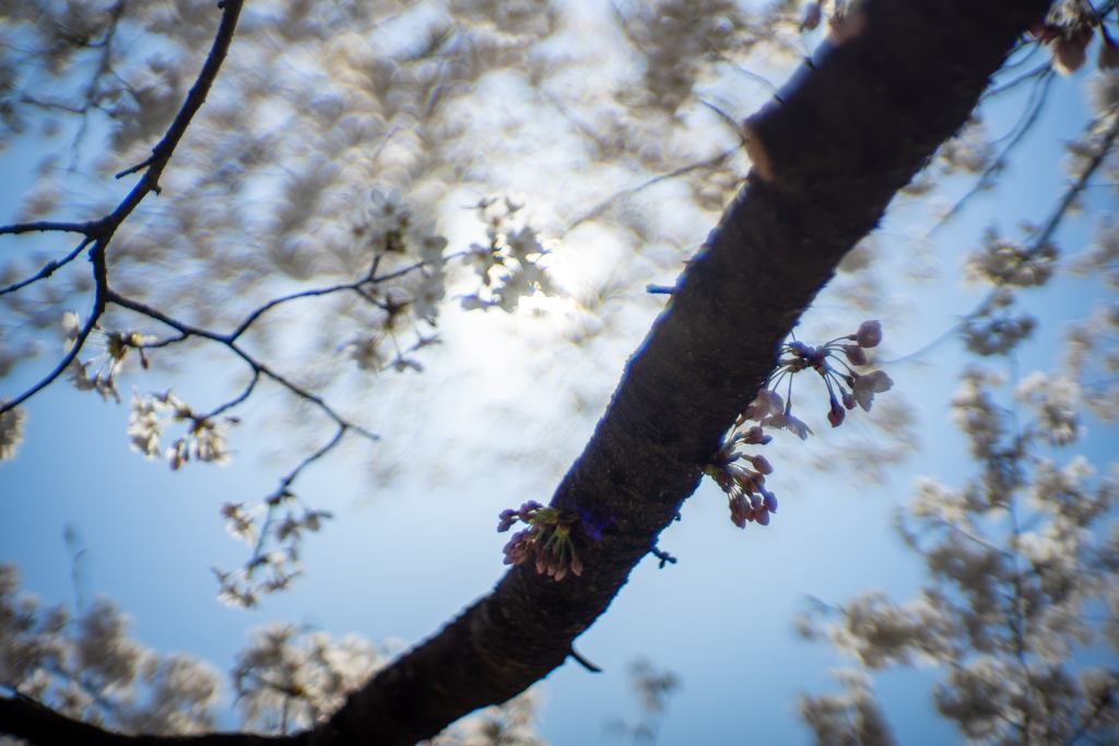 桜