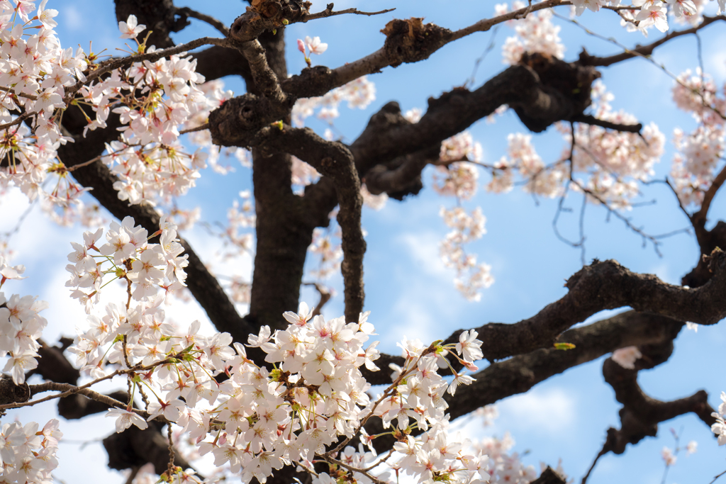 桜