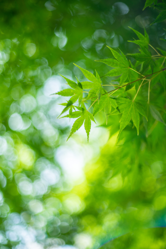 初夏散歩