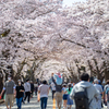 富岡町の春