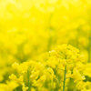 菜の花