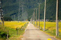 田んぼの中の道