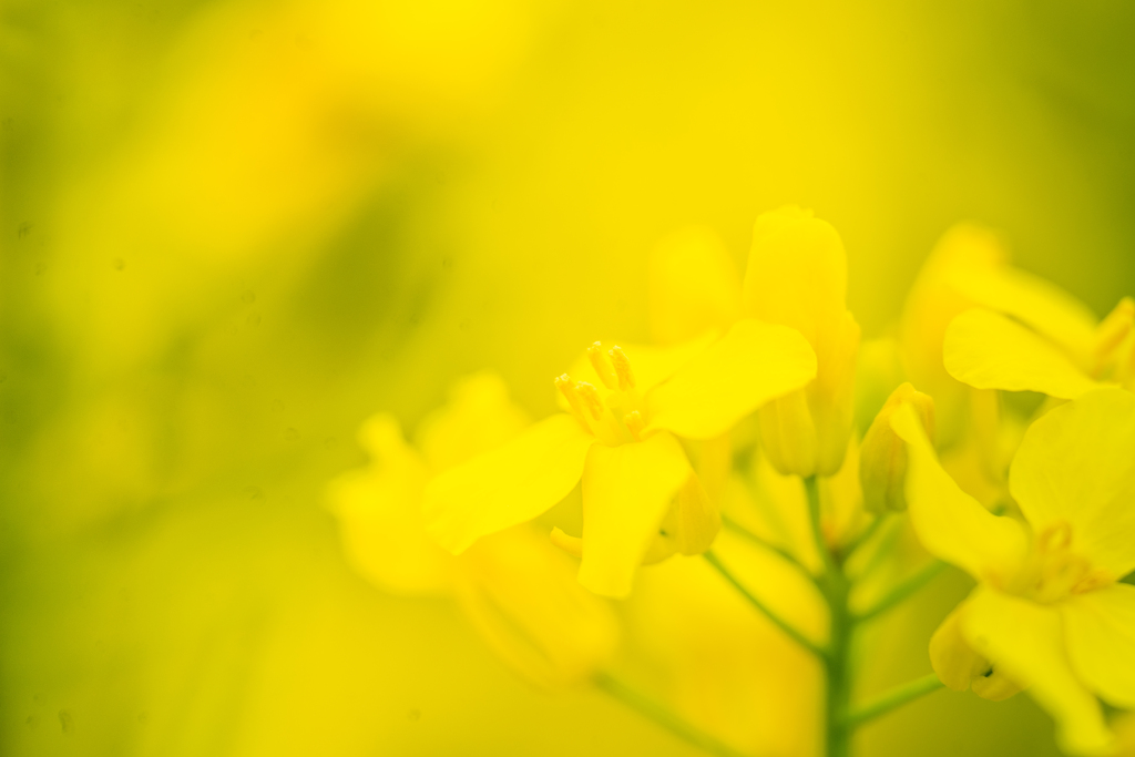 菜の花